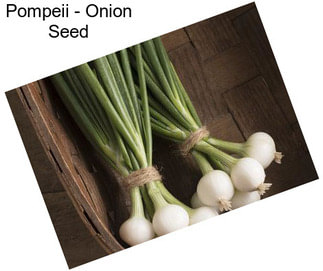 Pompeii - Onion Seed