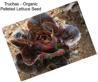 Truchas - Organic Pelleted Lettuce Seed