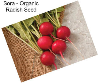 Sora - Organic Radish Seed