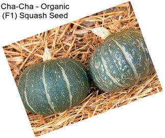 Cha-Cha - Organic (F1) Squash Seed