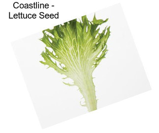 Coastline - Lettuce Seed