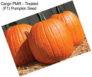 Cargo PMR - Treated (F1) Pumpkin Seed