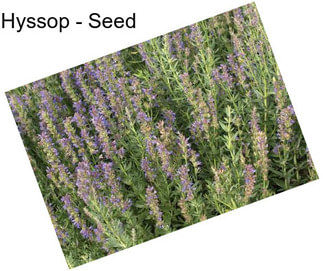 Hyssop - Seed