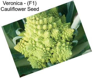 Veronica - (F1) Cauliflower Seed