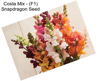 Costa Mix - (F1) Snapdragon Seed