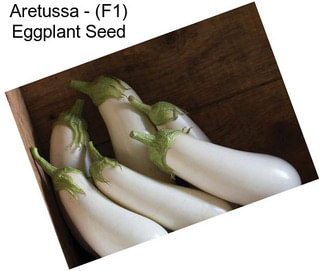 Aretussa - (F1) Eggplant Seed