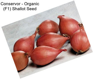 Conservor - Organic (F1) Shallot Seed
