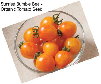 Sunrise Bumble Bee - Organic Tomato Seed