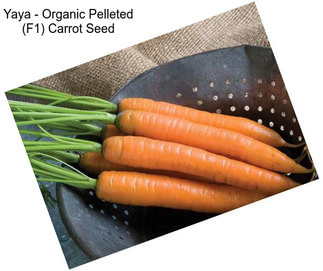 Yaya - Organic Pelleted (F1) Carrot Seed