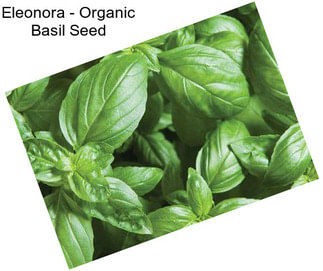 Eleonora - Organic Basil Seed