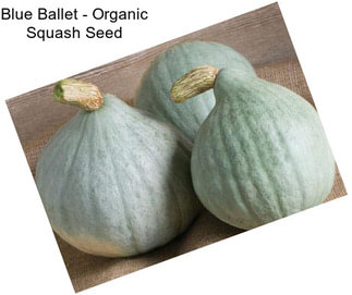 Blue Ballet - Organic Squash Seed