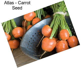 Atlas - Carrot Seed