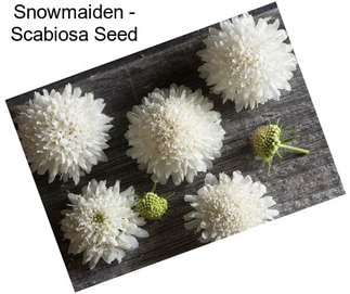 Snowmaiden - Scabiosa Seed