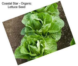 Coastal Star - Organic Lettuce Seed