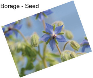 Borage - Seed