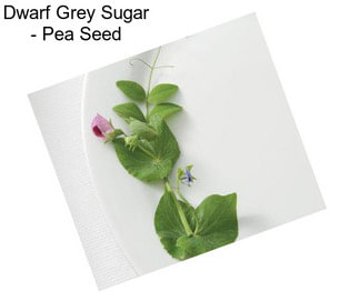 Dwarf Grey Sugar - Pea Seed