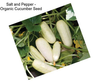 Salt and Pepper - Organic Cucumber Seed
