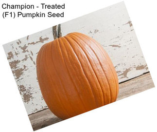 Champion - Treated (F1) Pumpkin Seed
