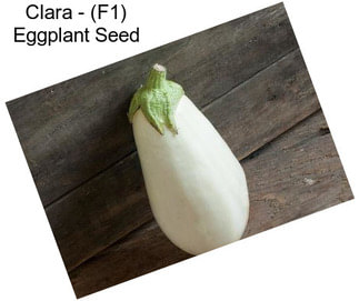 Clara - (F1) Eggplant Seed