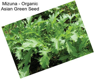 Mizuna - Organic Asian Green Seed