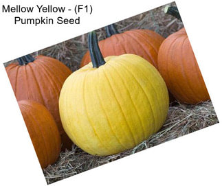Mellow Yellow - (F1) Pumpkin Seed