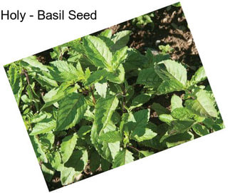 Holy - Basil Seed