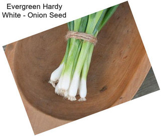 Evergreen Hardy White - Onion Seed