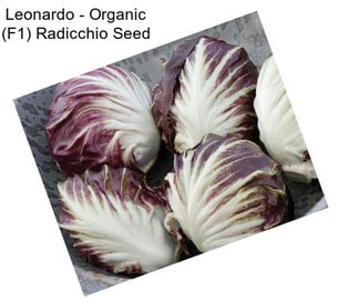 Leonardo - Organic (F1) Radicchio Seed