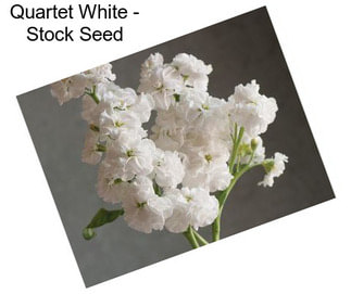 Quartet White - Stock Seed