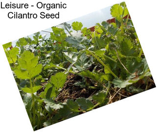 Leisure - Organic Cilantro Seed