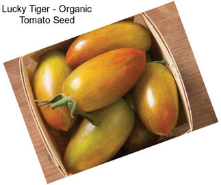 Lucky Tiger - Organic Tomato Seed