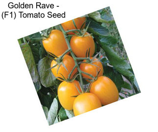 Golden Rave - (F1) Tomato Seed