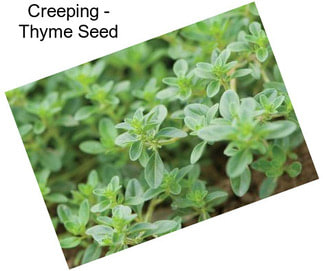 Creeping - Thyme Seed