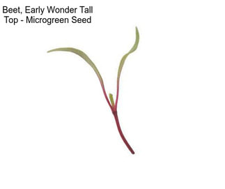 Beet, Early Wonder Tall Top - Microgreen Seed