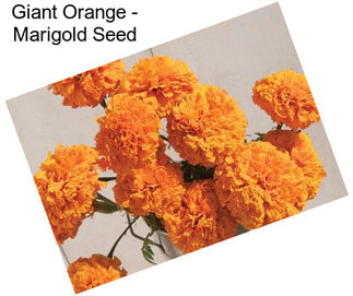 Giant Orange - Marigold Seed