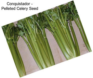 Conquistador - Pelleted Celery Seed