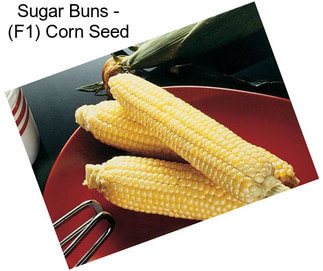 Sugar Buns - (F1) Corn Seed