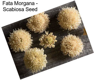 Fata Morgana - Scabiosa Seed