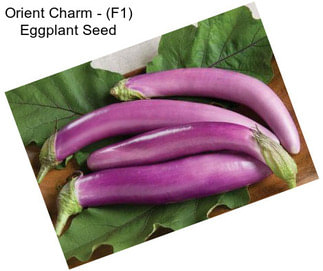 Orient Charm - (F1) Eggplant Seed