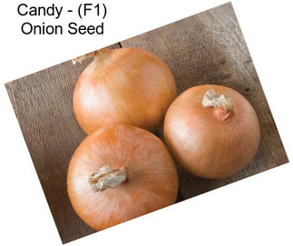 Candy - (F1) Onion Seed