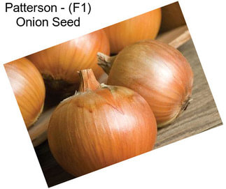 Patterson - (F1) Onion Seed