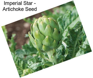Imperial Star - Artichoke Seed