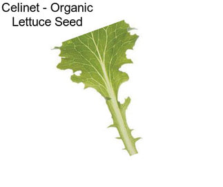 Celinet - Organic Lettuce Seed