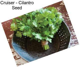 Cruiser - Cilantro Seed