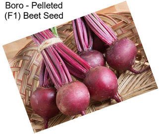 Boro - Pelleted (F1) Beet Seed