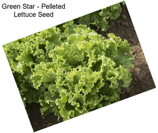 Green Star - Pelleted Lettuce Seed