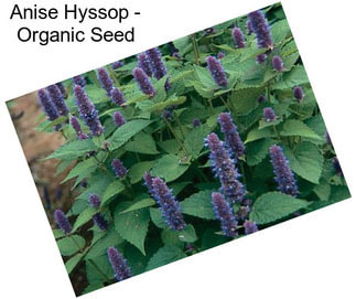 Anise Hyssop - Organic Seed