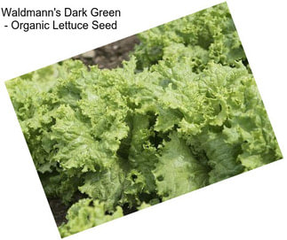 Waldmann\'s Dark Green - Organic Lettuce Seed