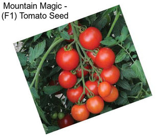 Mountain Magic - (F1) Tomato Seed