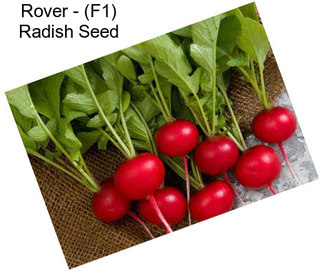 Rover - (F1) Radish Seed